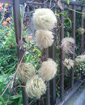 20090718112651.jpg