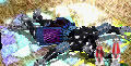 20080523_9.jpg