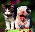 pet.png