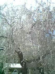 sakura.JPG