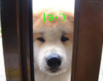 inu.jpg