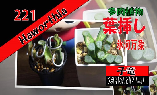 オルチア 挿し 氷河万象錦