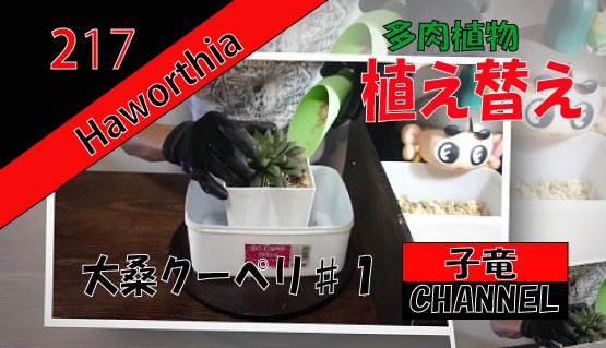 ハオルチア