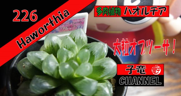 多肉植物 ハオルチア　大粒オブツーサの植え替えと戦利品！