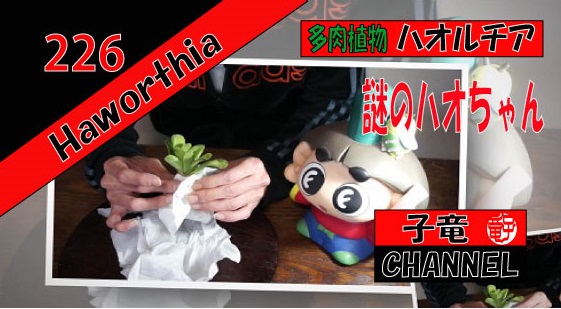 多肉植物 ハオルチア　品種をズバリ言うわよ！