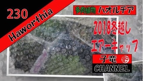 多肉植物　ハオルチア　エアーキャップで冬越し