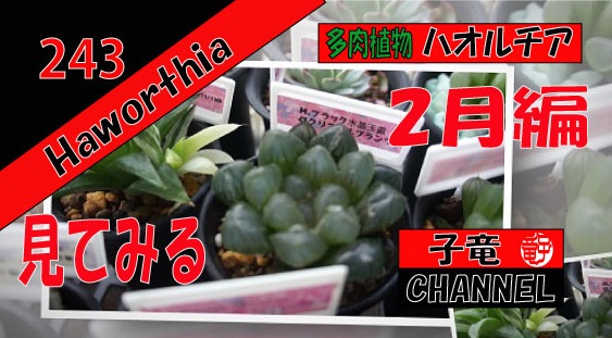 多肉植物　ハオルチア