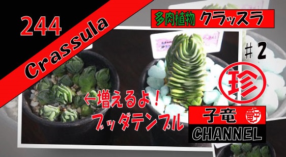 多肉植物　クラッスラ　ブッダテンプル