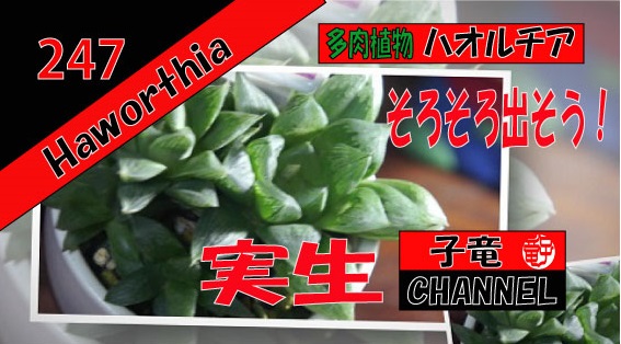 多肉植物　ハオルチア