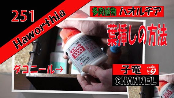 多肉植物　ハオルチア