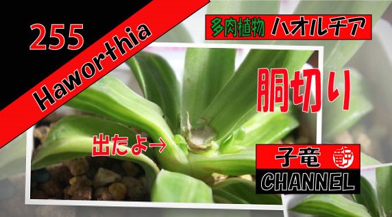 多肉植物　ハオルチア