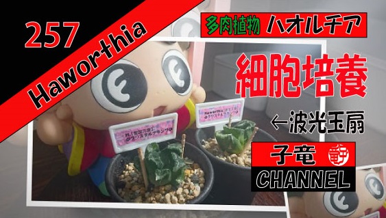 多肉植物　ハオルチア