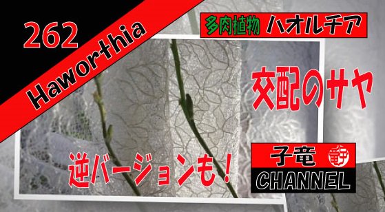 多肉植物　ハオルチア