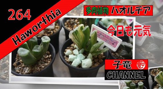 多肉植物　ハオルチア