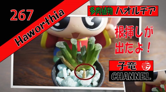 多肉植物　ハオルチア