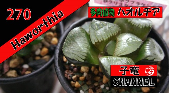 多肉植物　ハオルチア