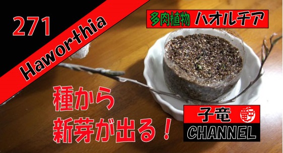 多肉植物　ハオルチア