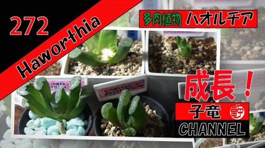 多肉植物　ハオルチア