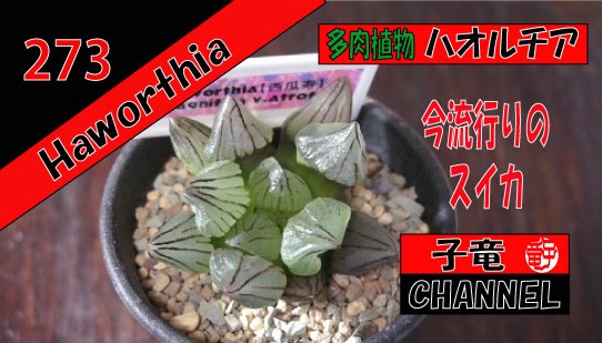 多肉植物　ハオルチア