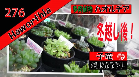 多肉植物　ハオルチア