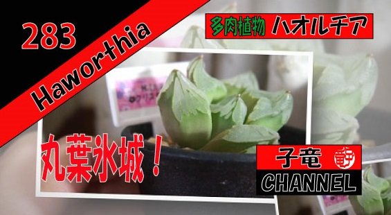 多肉植物　ハオルチア