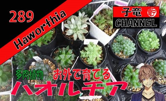 多肉植物　ハオルチア