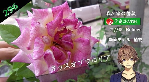 我が家の薔薇 