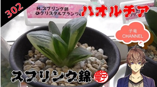 多肉植物　ハオルチア