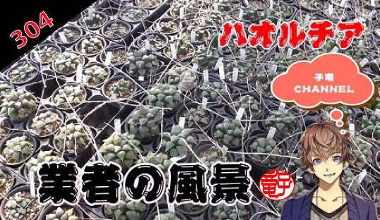 多肉植物　ハオルチア