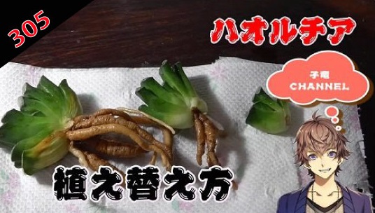 多肉植物　ハオルチア