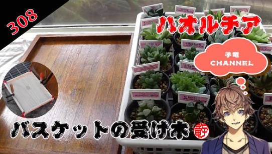 多肉植物　ハオルチア