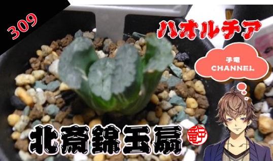 多肉植物　ハオルチア