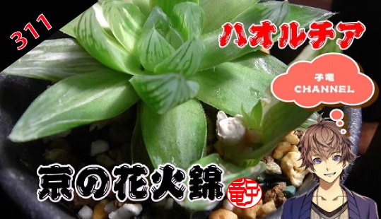 多肉植物　ハオルチア