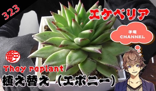 多肉植物　エケベリア