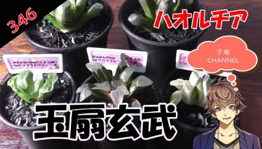 多肉植物　ハオルチア