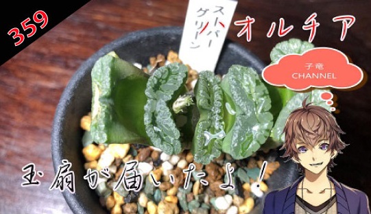 多肉植物　ハオルチア