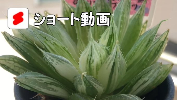 多肉植物　ハオルチア