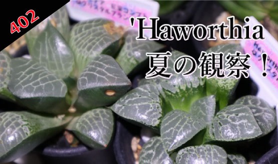 多肉植物　ハオルチア