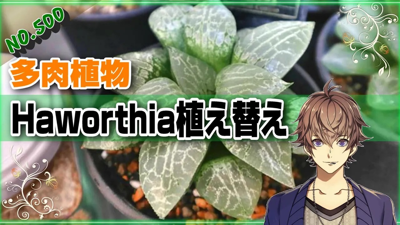 多肉植物　ハオルチア