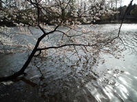桜の水面