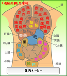 浅尾美和体内メーカー