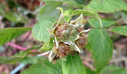 ラズベリーを植え替え ウチの畑