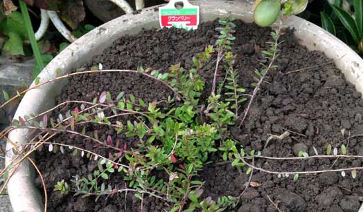 クランベリー（つるこけもも）の植え替え。