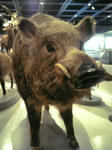 1ed8081ejpeg