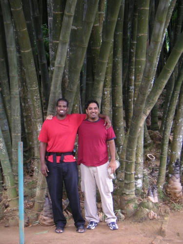 bigBamboo.jpg