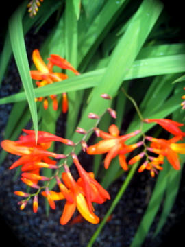 PICT0008.jpg