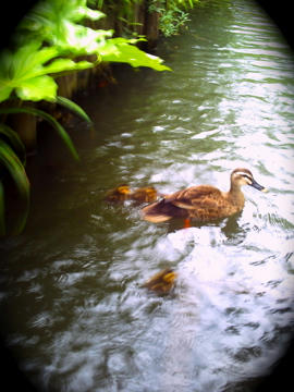 PICT0012.jpg