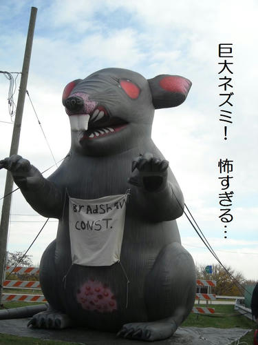343.JPG