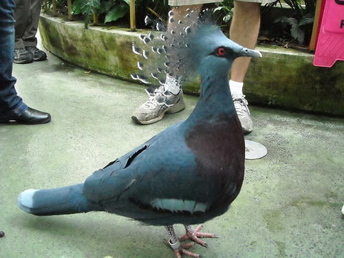 Bird.jpg