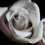 open-rose.jpg
